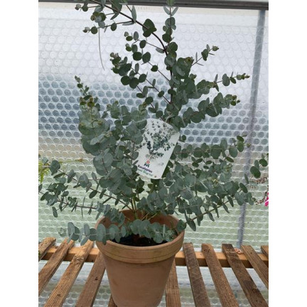 R6083 Toraf 10pcs Eukalyptus richtige Samen Immergrüner Baum Ätherische Öle Sträuße