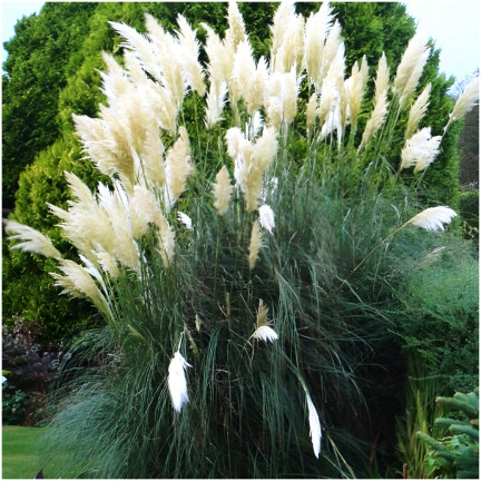 R2249 Pampas grass, feathery inflorescences, the most striking variety: Cortaderia selloana