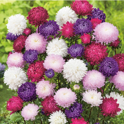 R2046 ASTER PEONIOWY WYSOKI MIX PEŁNE RÓŻNOBARWNE KWATY JEDNOROCZNE 1G