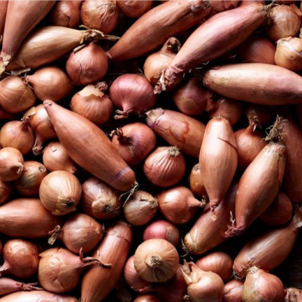 Shallots (Conservor F1), Allium cepa L., onion seeds, 20 pcs.