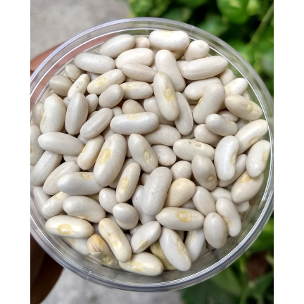 W2016 TYCZNA FAZOLE KRÁSNÁ JAS SEMENA PRO SUCHOU ZELENINU FAZOLE VELKÁ SEMENA 25G