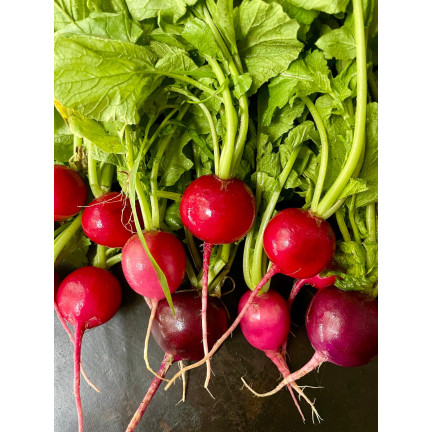 W1194 RADIESCHENSAMEN CARMEN ROT FRÜH MILD NICHT GESCHÄLT 10G