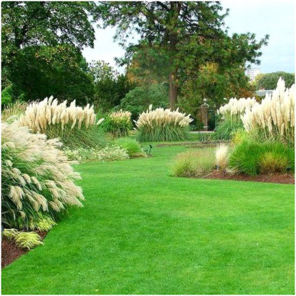 R2249 Pampas grass, feathery inflorescences, the most striking variety: Cortaderia selloana