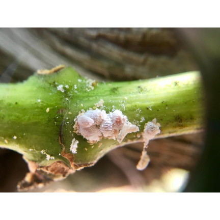 SUM33 LIMOCIDE 30 ML 3 v 1 pesticid insekticidní fungicidní přípravek odpuzující škůdce