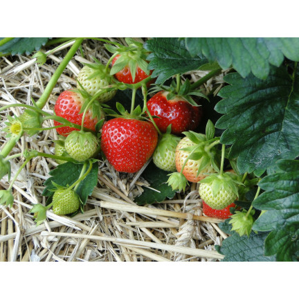 SUM77 Sumin Fertilizer for Strawberries, Wild Strawberries, Raspberries, and Blackberries, Optimal Formula, 1 kg
