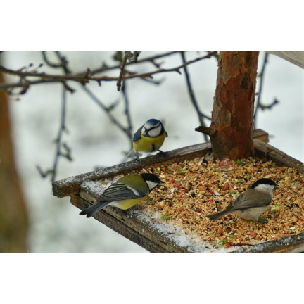Wildvogelmischung, Ganzjahresfutter, Getreidekörner, Turdus 1kg