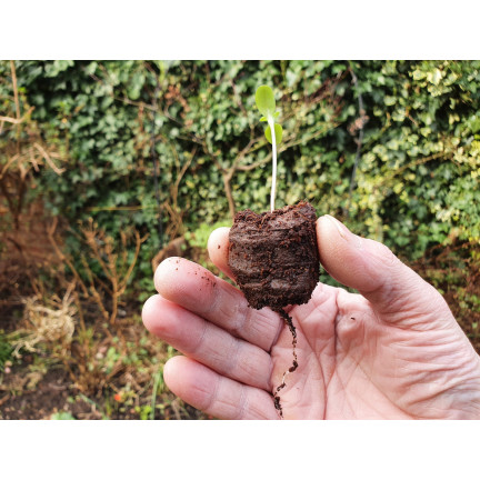 TG67344 disky na klonování arašídů 20ks 3,5cm