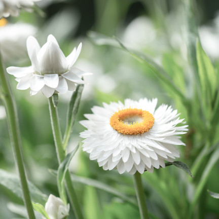 R4126 Weiße Decke Garten Blumen Samen Toraf 0.5g