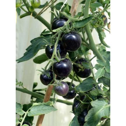 W6830 BODENTOMATE TALL BLACKBALL SAATGUT 0,3G MITTELSPÄTE SORTE