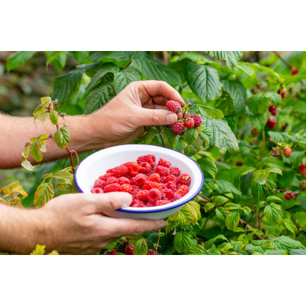 SUM77 Sumin Fertilizer for Strawberries, Wild Strawberries, Raspberries, and Blackberries, Optimal Formula, 1 kg