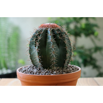 BIO10 ZEMINA PRO KAKTUSY A SUKULENTY ALOE VERA PROPUSTNÁ 5L