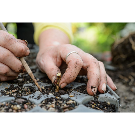 SUM28 SUMIN Multiroots Bewurzelungsmittel für Stecklinge und Zwiebeln von Zierpflanzen 100 ml