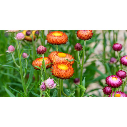R0715 GARTEN GEISSBLATT MIX 0.5G GEISSBLATT SAMEN