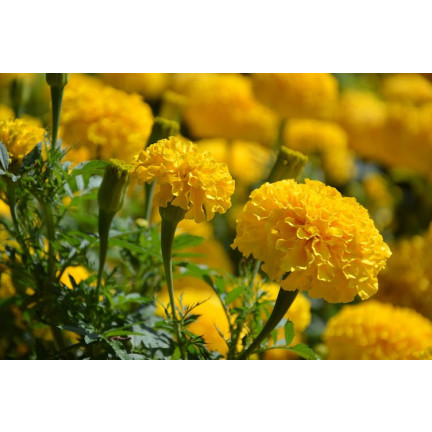 R2005 GYPSY SUNSHINE NIEDRIG GELB SAMTENE SAMEN 1G