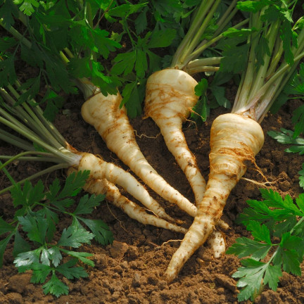 W1148 PETRŽEL KOŘENOVÁ PETRŽEL SEMENA RANÁ ZELENINA 5G