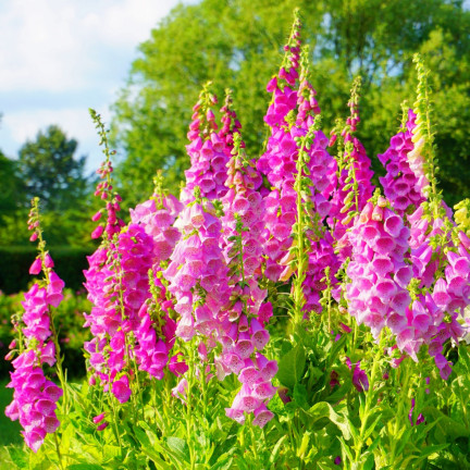 R2184 NAPARSTNICA PURPUROWA MIX dwuletnia nakrapiana Digitalis purpurea