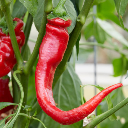 W1137 DE CAYENNE HOT CHILLI PFEFFERSAMEN PIKANT 0,5G