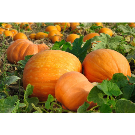 W1038 DÝNĚ GOLIAS CUCURBITA MAXIMA SEMENA PLODY DÝNĚ DO 30KG 4G