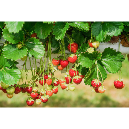 SUM77 Sumin Fertilizer for Strawberries, Wild Strawberries, Raspberries, and Blackberries, Optimal Formula, 1 kg