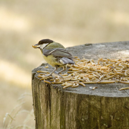 Getrocknete Larven der Weißen Fliege für Vögel, Futter mit hohem Proteingehalt, 125g