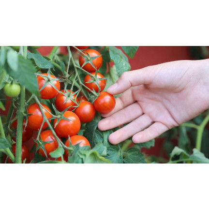 W5222 KIRSCHTOMATEN BAJAJA 0.3G TOMATENSAMEN KIRSCHTOMATEN FÜR DEN BALKON