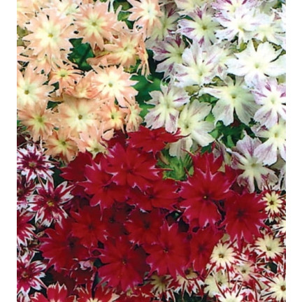 R2100 FLOKS GWIAŹDZISTY MIX mieszanka NASION na rabaty OGRÓD SKALNIAK PŁOMYK LETNI