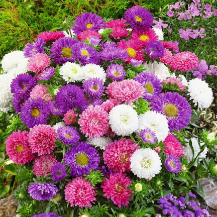 R0371 ZWERG-ASTER-MIX 1G SAMEN SAATGUT-MIX ASTRA FÜR BLUMENBEETE