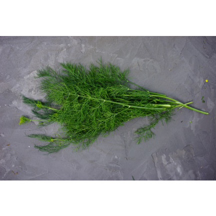 W1093 DILL DILLSAMEN FRÜH ZUM BEIZEN 5G