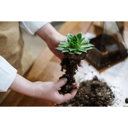 BIO10 ZEMINA PRO KAKTUSY A SUKULENTY ALOE VERA PROPUSTNÁ 5L