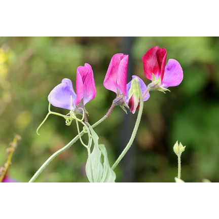 R2116 GROSZEK PACHNĄCY NASIONA MIX 3G JEDNOROCZNA PNĄCA PASTELOWE KOLORY