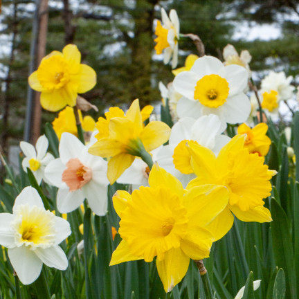 BULB8 NARZISSEN GROSSPACKUNG MIX BLUMENZWIEBELN BLUMENZWIEBELN