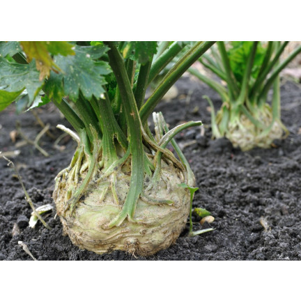 Albin Celery Root, Celery Seeds, Toraf 0.5 g