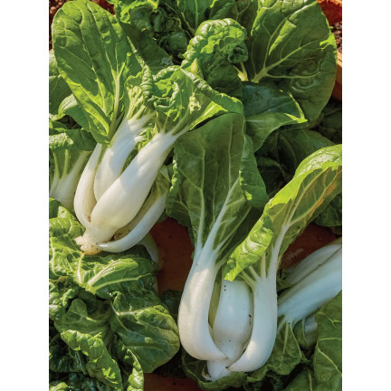 W3779 KAPUSTA PAK CHOI CHIŃSKA 1G NASIONA KAPUSTY CHIŃSKIEJ TORAF