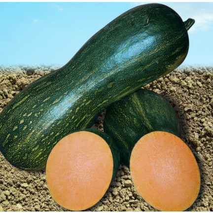 W1245 DÝNĚ MÁSLOVÁ CUCURBITA MOSCHATA JEMNÁ PŘÍCHUŤ DÝŇOVÁ SEMÍNKA 5G