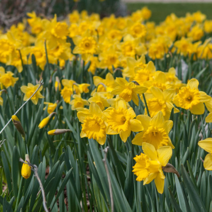 CEB9 NARZISSE NARZISSE SÜSSE BLUMENZWIEBEL BLUMENZWIEBELN