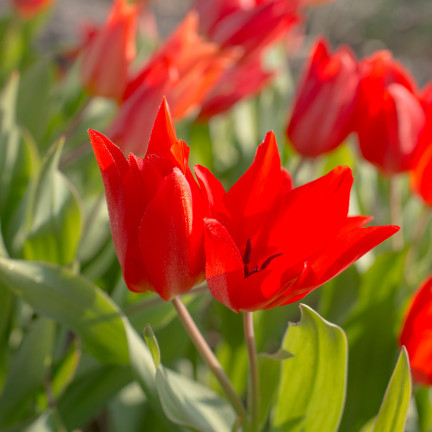 CEB6 TULIP PRAESTANS ZWANENBURG VAR BLUMENZWIEBEL 50 STÜCK.