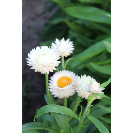 R4126 Weiße Decke Garten Blumen Samen Toraf 0.5g