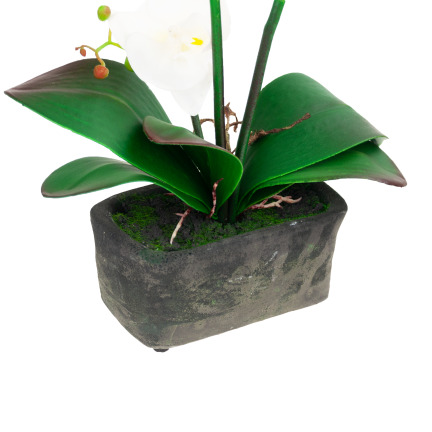 CV10855-MIX GUMMED ORCHID in Topfmischung