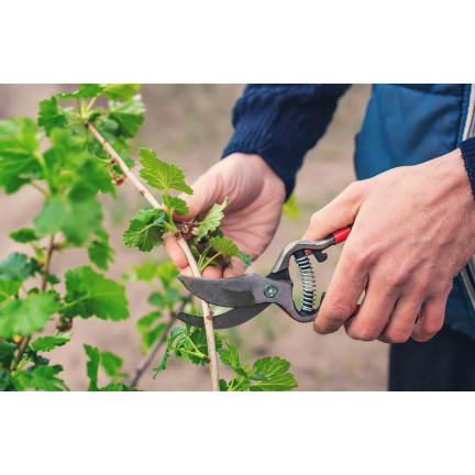 SUM28 SUMIN Multiroots Bewurzelungsmittel für Stecklinge und Zwiebeln von Zierpflanzen 100 ml