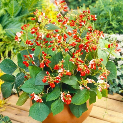 R2096 ORNATIVE FASOLA MIX SAMEN EIN JAHR ALT FÜR WÄNDE ALTAN TARAS 6SZT.