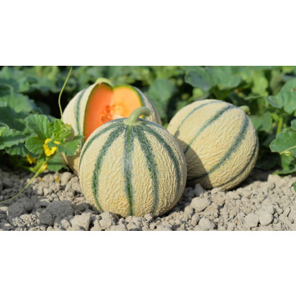 W1111 ZUCKERMELONENKERNE CHARENTAIS GROSS LECKER SAFTIG 1G