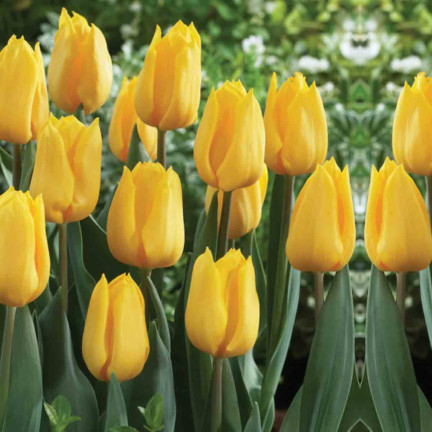 CEB7 TULPE GELB ENGEL BLUME ZWIEBEL 50PCS.