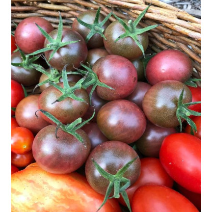 W9558 ČERNÁ CHERRY RAJČATA VYSOCE MLETÁ 0,3 G SEMEN RAJČAT