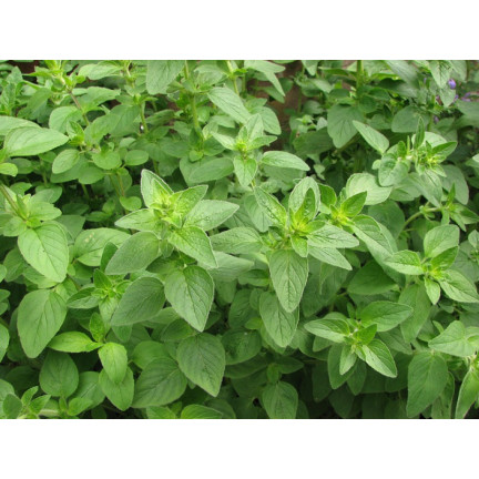 Z3026 OREGANO OREGANO BYLINNÁ SEMENA AROMATICKÁ BYLINA DO KAŽDÉ KUCHYNĚ 0,5G