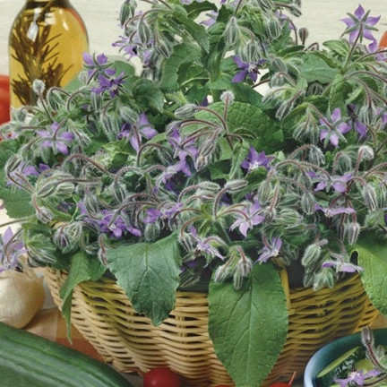 Z3025 Annual borage, cucumber scent, vitamin C, manganese, Borago officinalis, 2 g