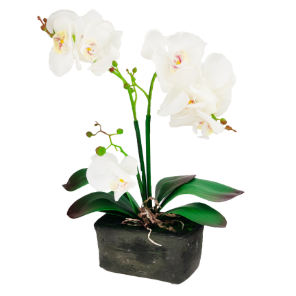 CV10855-MIX GUMMED ORCHID in Topfmischung
