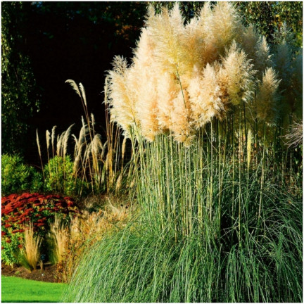 R2249 Pampas grass, feathery inflorescences, the most striking variety: Cortaderia selloana