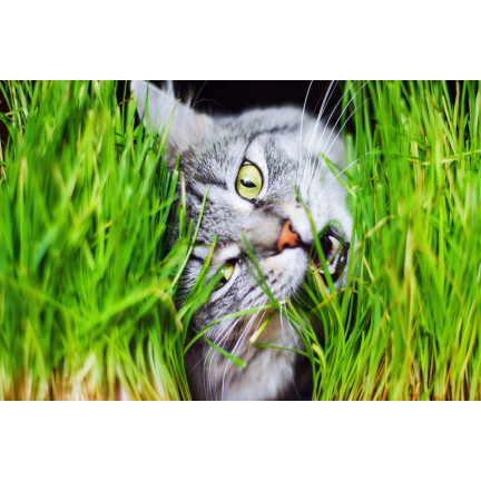 Cat grass, grass seed mix, Kici Mix, Toraf 30g