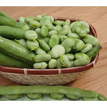 W1006 SEMENA WINDSORSKÝ BÍLÝ BOB STŘEDNĚ RANÝ VELMI PLODNÝ 50G