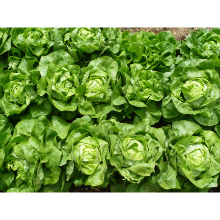 T8013 MAJOR KING'S BRASSLEY SAY auf 6M SEED TAPE